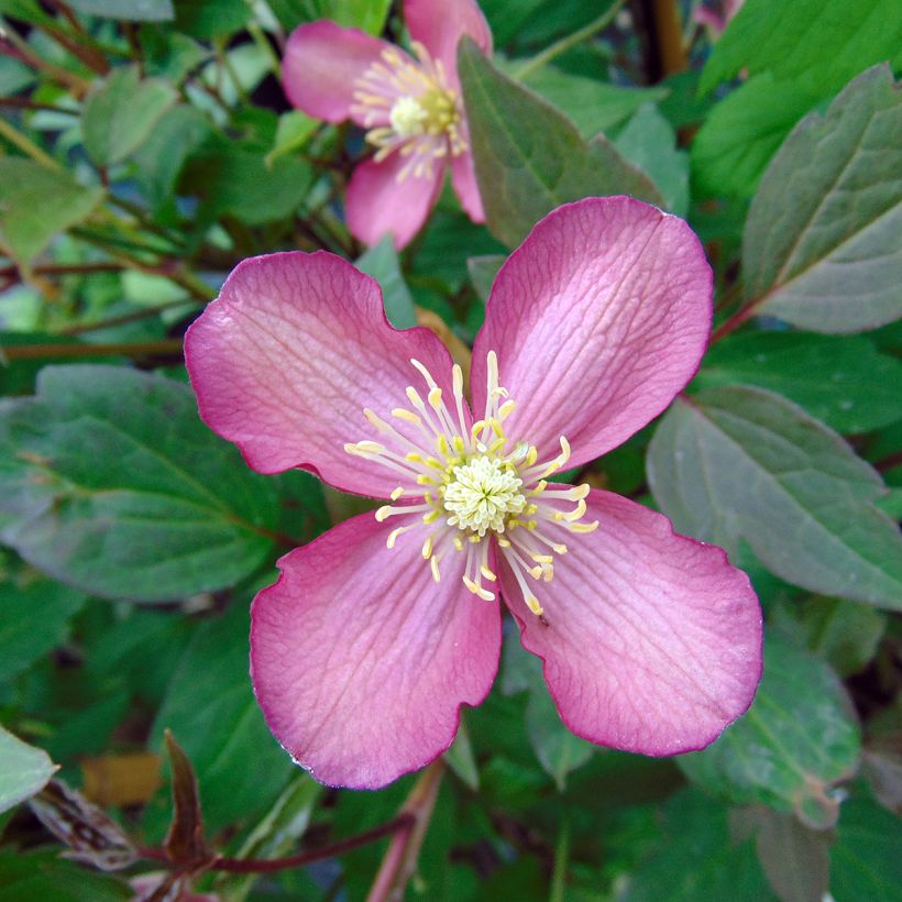 Clematis montana Van Gogh - Berg-Waldrebe (Flowering)