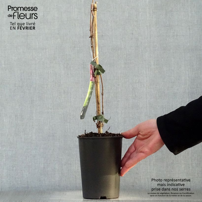 Exemplar von Clematis montana Van Gogh - Berg-Waldrebe Topf mit 2L/3L wie im Winter geliefert