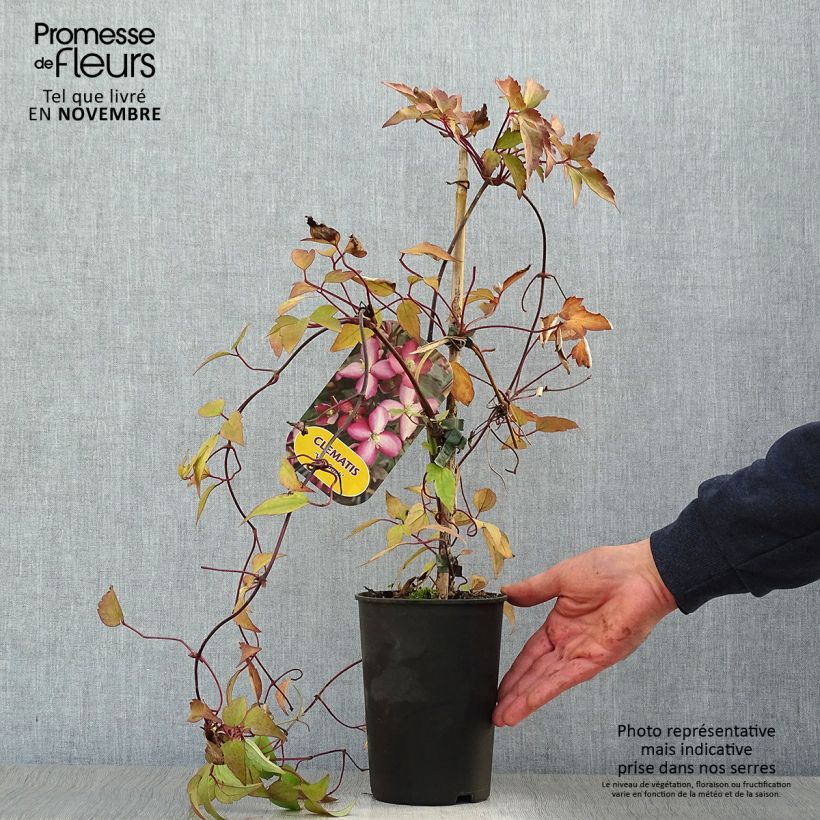 Example of Clematis montana Van Gogh - Berg-Waldrebe Topf mit 2L/3L as you get in automne