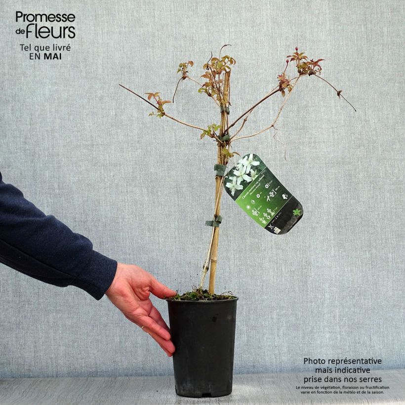 Exemplar von Clematis montana Wilsonii - Berg-Waldrebe Topf mit 2L/3L wie im Frühjahr geliefert