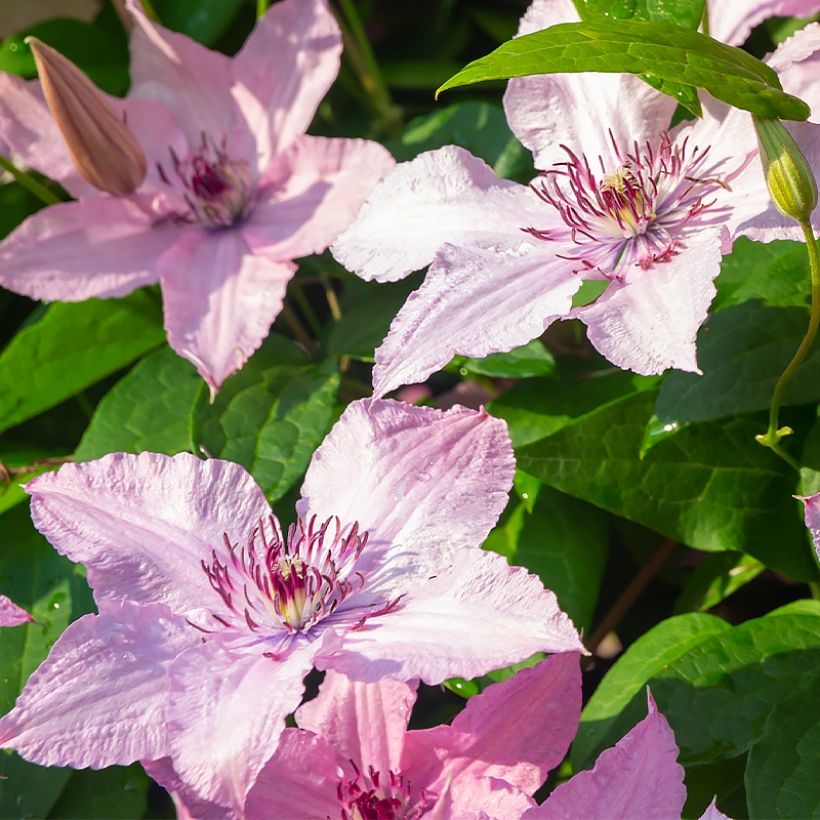 Waldrebe Mandy - Clematis (Flowering)