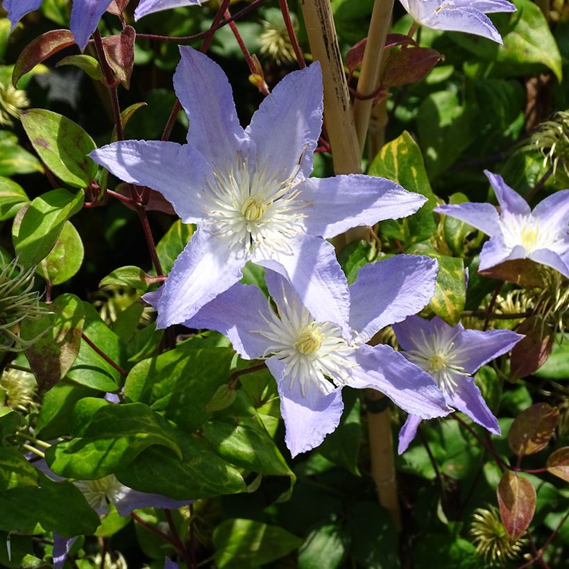 Waldrebe Spotlight - Clematis (Plant habit)