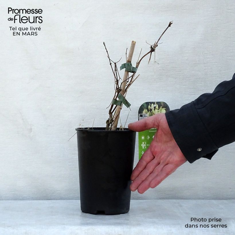 Exemplar von Clematis rehderiana - Waldrebe Topf mit 2L/3L wie im Frühjahr geliefert