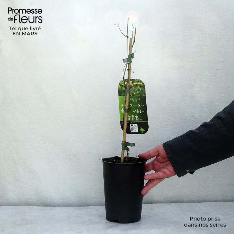 Exemplar von Clematis tangutica Golden Harvest - Gold-Waldrebe Topf mit 2L/3L wie im Frühjahr geliefert