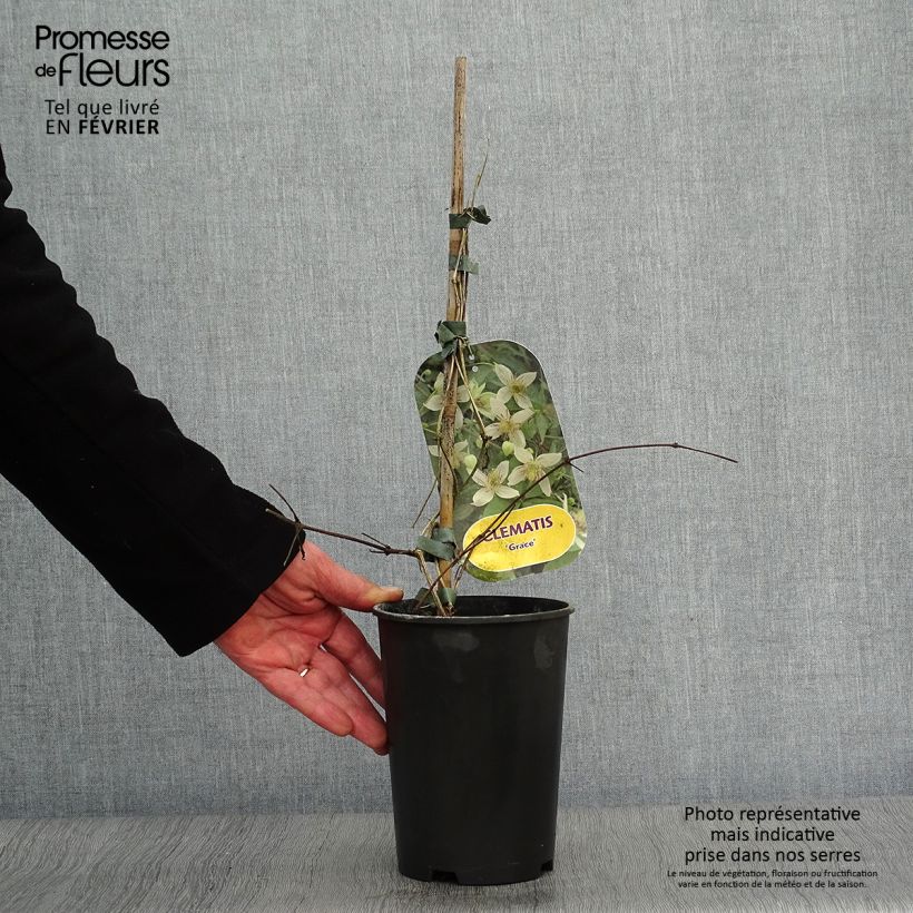 Exemplar von Clematis tangutica Grace - Gold-Waldrebe Topf mit 2L/3L wie im Winter geliefert