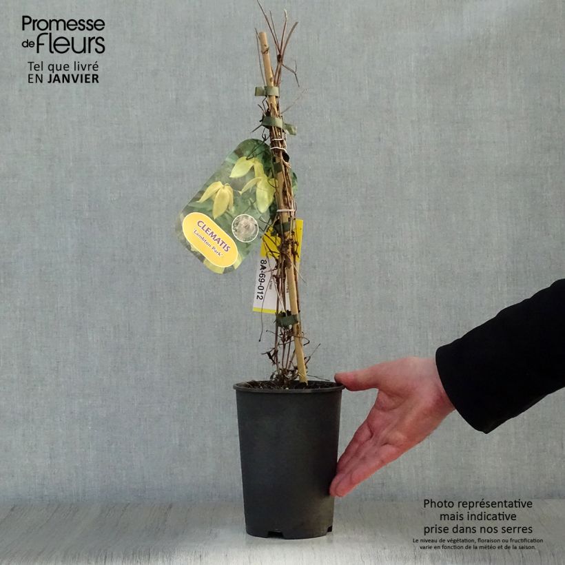 Exemplar von Clematis tangutica Lambton Park - Gold-Waldrebe Topf mit 2L/3L wie im Winter geliefert