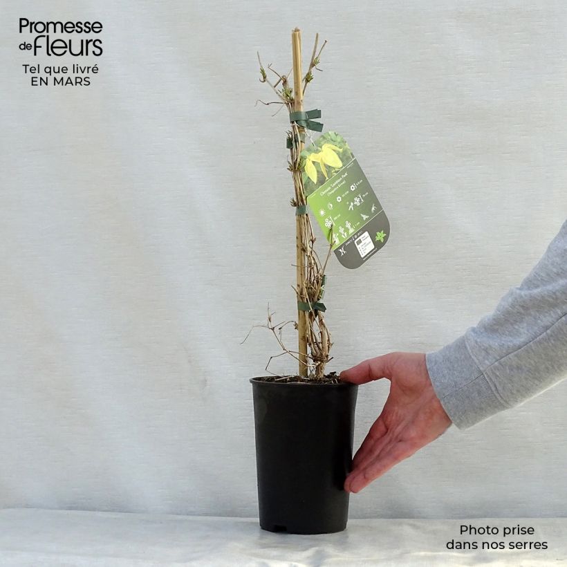 Exemplar von Clematis tangutica Lambton Park - Gold-Waldrebe Topf mit 2L/3L wie im Frühjahr geliefert