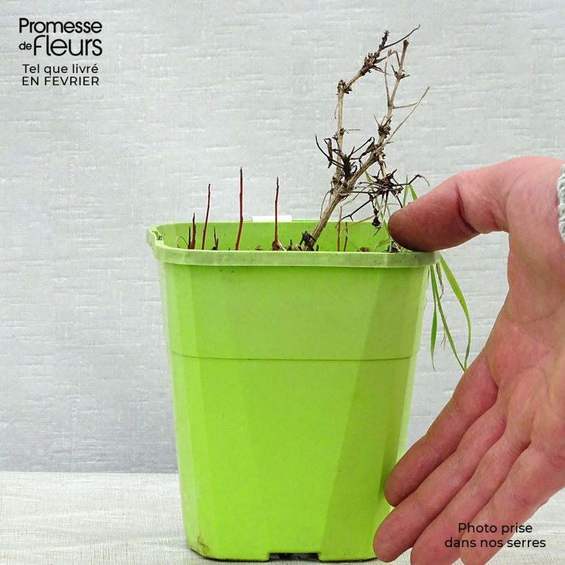 Exemplar von Clematis tangutica Little Lemons - Gold-Waldrebe Topf mit 1L/1,5L wie im Winter geliefert