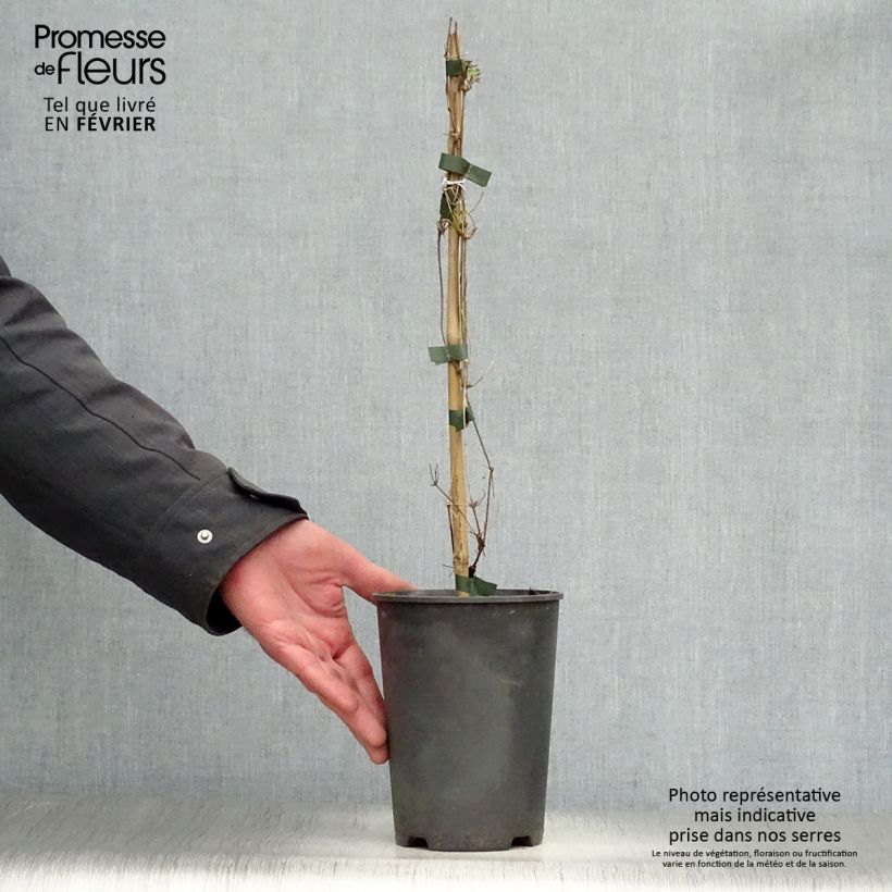 Exemplar von Clematis tangutica My Angel - Gold-Waldrebe Topf mit 2L/3L wie im Winter geliefert