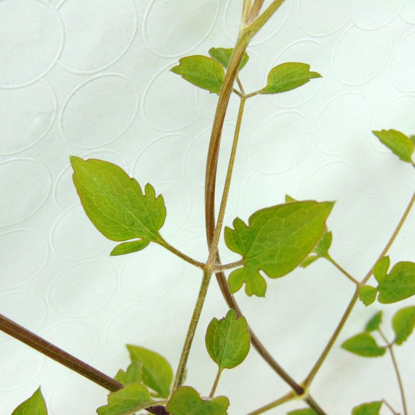 Clematis flammula terniflora - Waldrebe (Foliage)