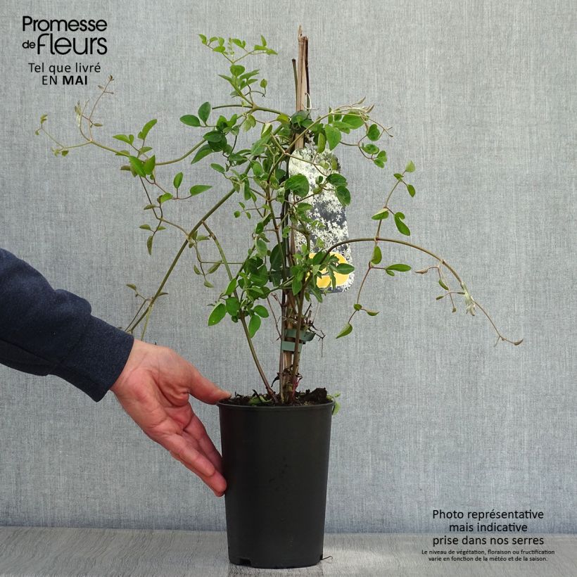 Exemplar von Clematis flammula terniflora - Waldrebe Topf mit 2L/3L wie im Frühjahr geliefert