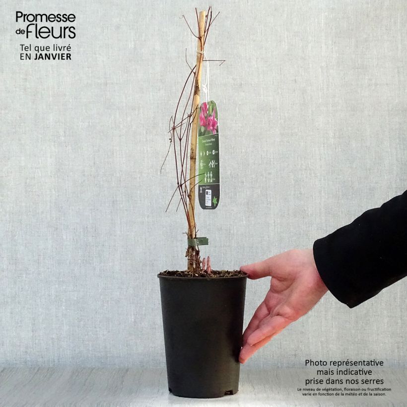 Exemplar von Clematis texensis Duchess of Albany - Texas-Waldrebe Topf mit 2L/3L wie im Winter geliefert