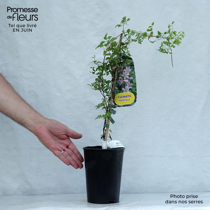 Exemplar von Clematis texensis Mienie Belle - Texas-Waldrebe Topf mit 2L/3L wie im Sommer geliefert