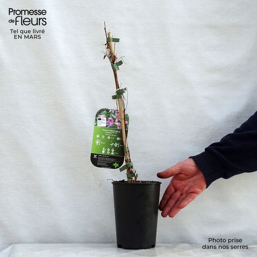 Exemplar von Clematis texensis Mienie Belle - Texas-Waldrebe Topf mit 2L/3L wie im Frühjahr geliefert