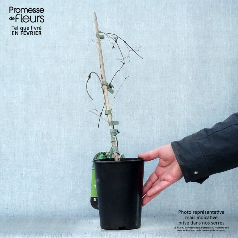 Exemplar von Clematis texensis Mienie Belle - Texas-Waldrebe Topf mit 2L/3L wie im Winter geliefert