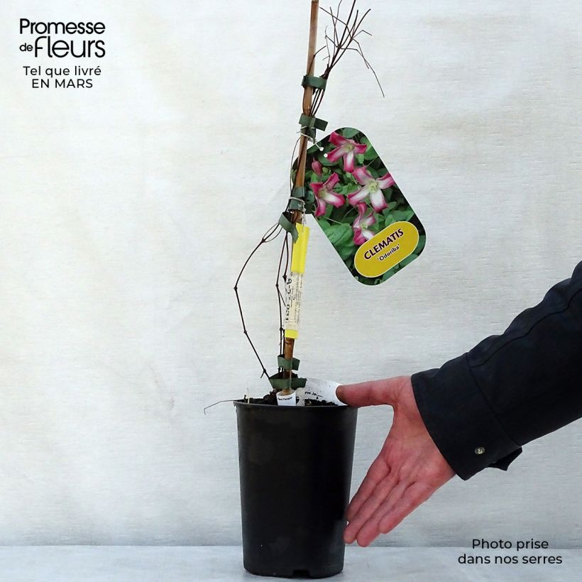 Exemplar von Clematis texensis Odoriba - Texas-Waldrebe Topf mit 2L/3L wie im Frühjahr geliefert