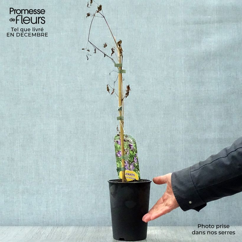 Exemplar von Clematis texensis Prince William - Texas-Waldrebe Topf mit 2L/3L wie im Winter geliefert