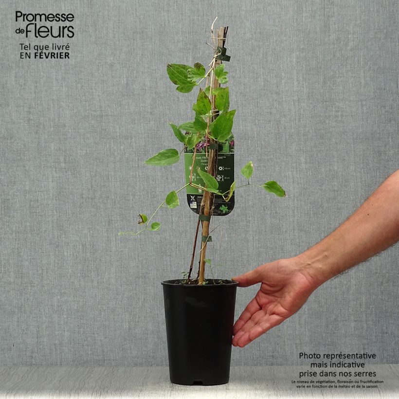 Example of Clematis texensis Prince William - Texas-Waldrebe Topf mit 2L/3L as you get in automne