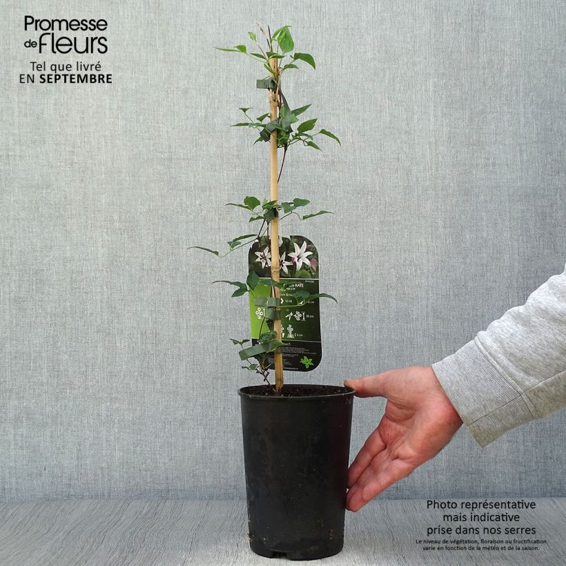 Example of Clematis texensis Princess Kate - Texas-Waldrebe Topf mit 2L/3L as you get in automne