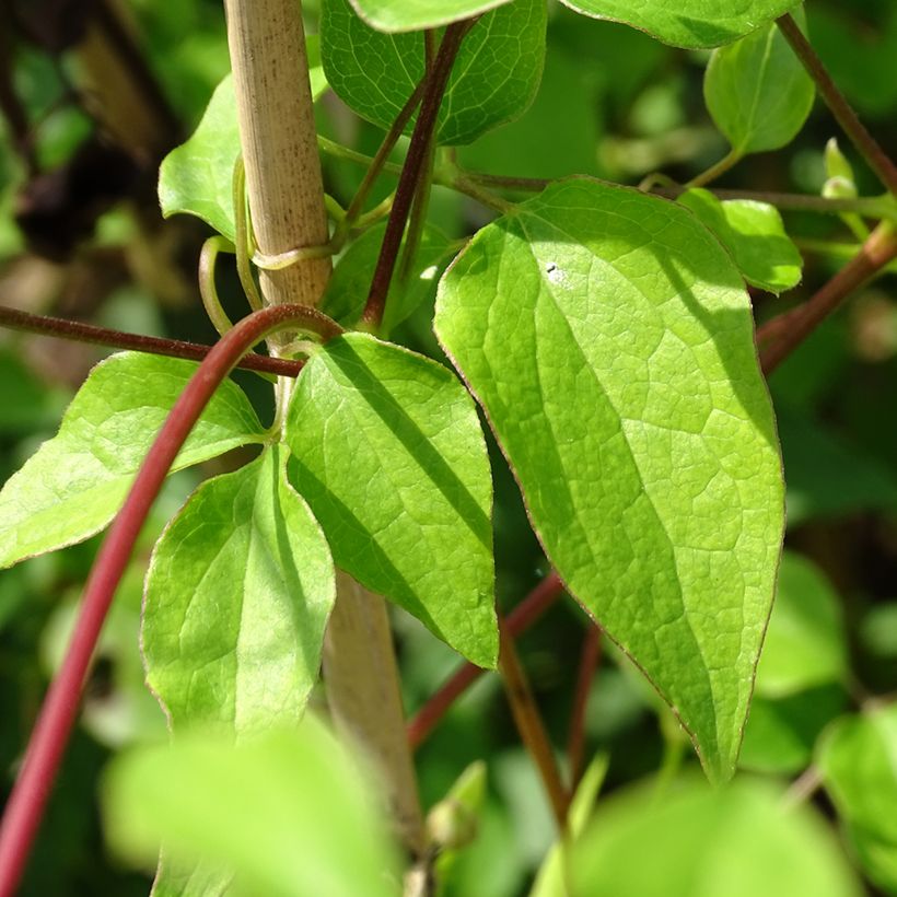 Clematis texensis Princess Kate - Texas-Waldrebe (Foliage)