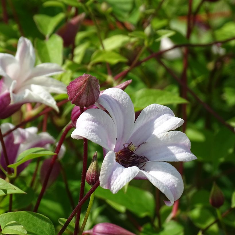 Clematis texensis Princess Kate - Texas-Waldrebe (Flowering)