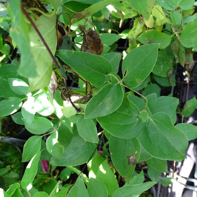 Clematis texensis Princess Diana - Texas-Waldrebe (Foliage)