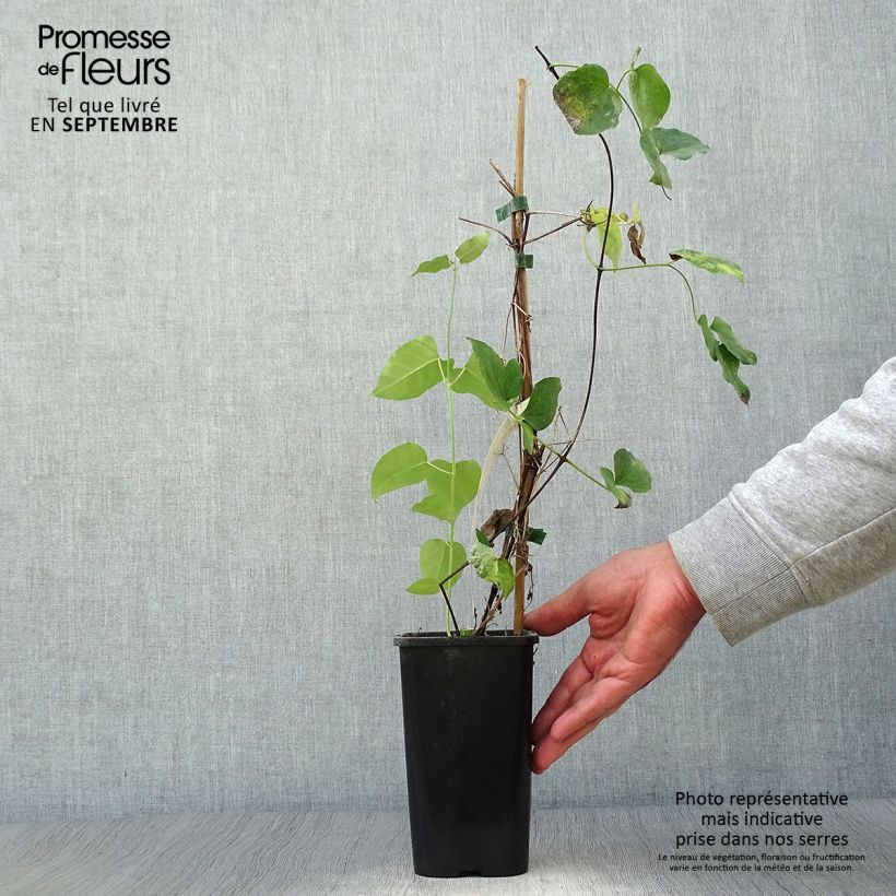 Example of Clematis texensis Queen Maxima - Texas-Waldrebe Topf mit 1,5L/2L as you get in automne