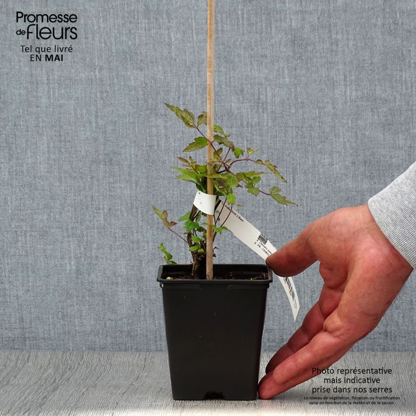 Exemplar von Clematis vitalba - Gewöhnliche Waldrebe Kleine Töpfe von 8/9 cm wie im Frühjahr geliefert