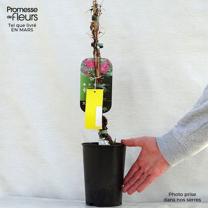 Exemplar von Clematis viticella Abundance - Waldrebe Topf mit 2L/3L wie im Frühjahr geliefert