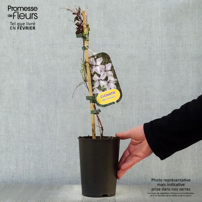Exemplar von Clematis viticella Alba Luxurians - Waldrebe Topf mit 2L/3L wie im Winter geliefert