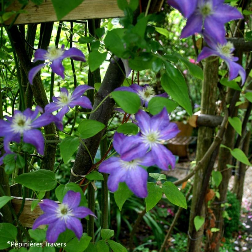 Waldrebe Bonanza - Clematis (Plant habit)