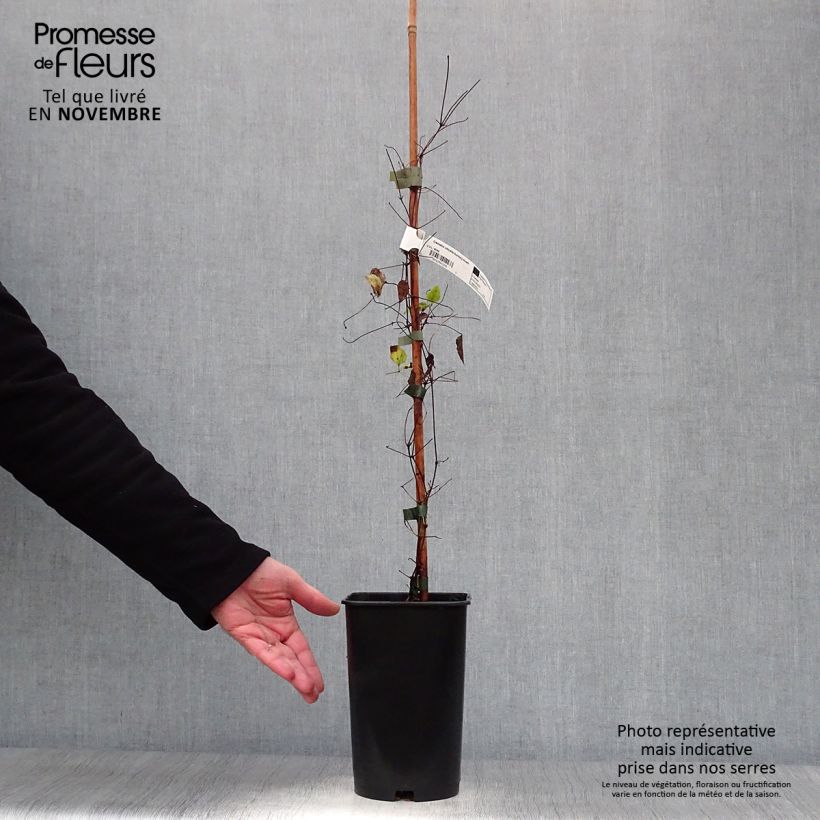 Example of Clematis viticella Burning Love - Waldrebe Topf mit 2L/3L as you get in automne