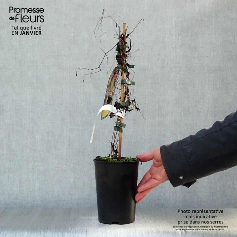 Exemplar von Waldrebe Etoile Rose - Clematis Topf mit 2L/3L wie im Winter geliefert