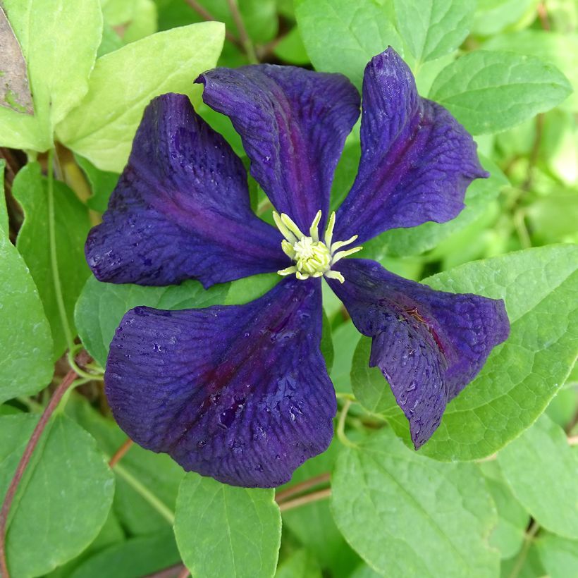 Waldrebe Etoile violette - Clematis (Flowering)