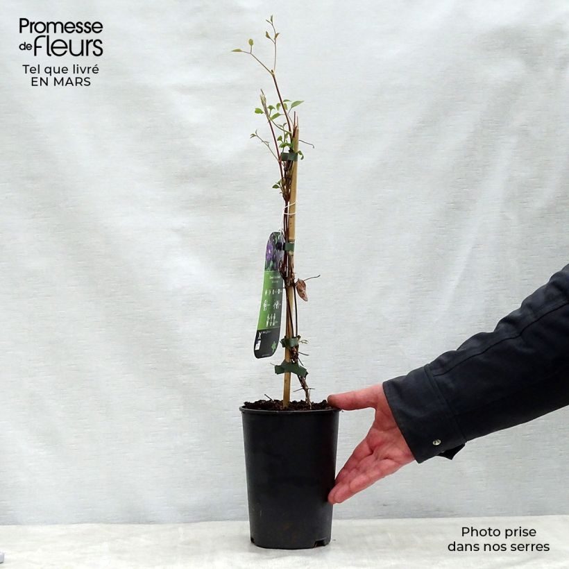 Exemplar von Waldrebe Etoile violette - Clematis Topf mit 2L/3L wie im Frühjahr geliefert