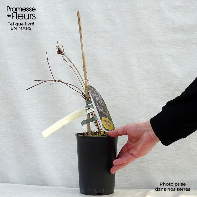 Exemplar von Clematis viticella I am Lady J - Waldrebe Topf mit 2L/3L wie im Frühjahr geliefert