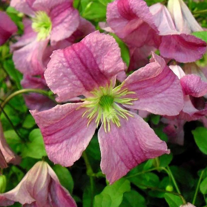 Waldrebe Krakowiak - Clematis (Flowering)