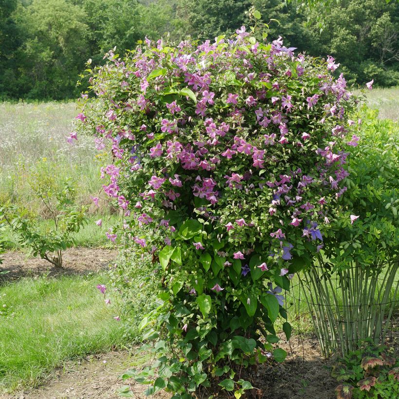 Waldrebe Krakowiak - Clematis (Plant habit)