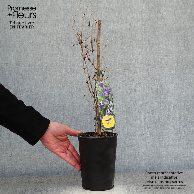 Exemplar von Waldrebe Little Bas - Clematis Topf mit 2L/3L wie im Winter geliefert