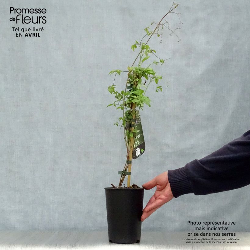 Exemplar von Waldrebe Little Bas - Clematis Topf mit 2L/3L wie im Frühjahr geliefert