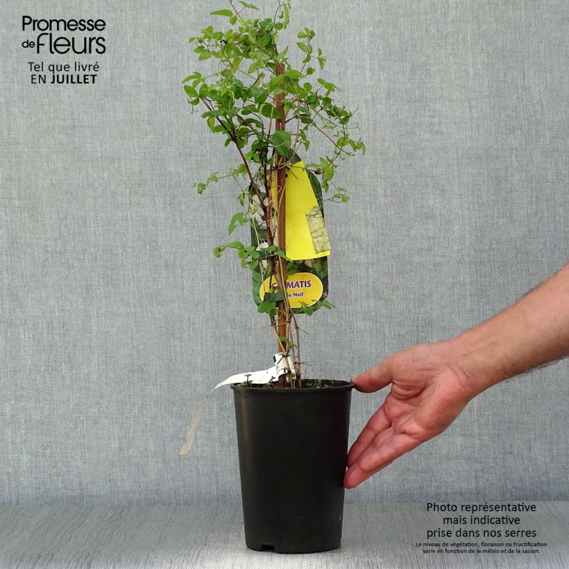 Example of Waldrebe Little Nell - Clematis Topf mit 2L/3L as you get in ete
