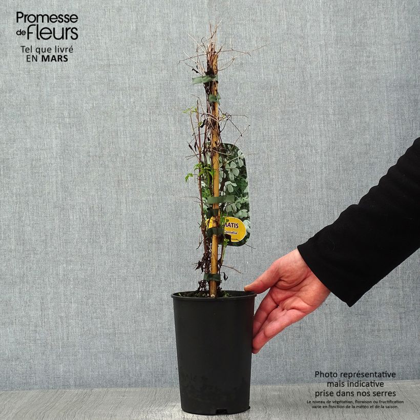 Exemplar von Waldrebe Maria Cornelia - Clematis Topf mit 2L/3L wie im Winter geliefert