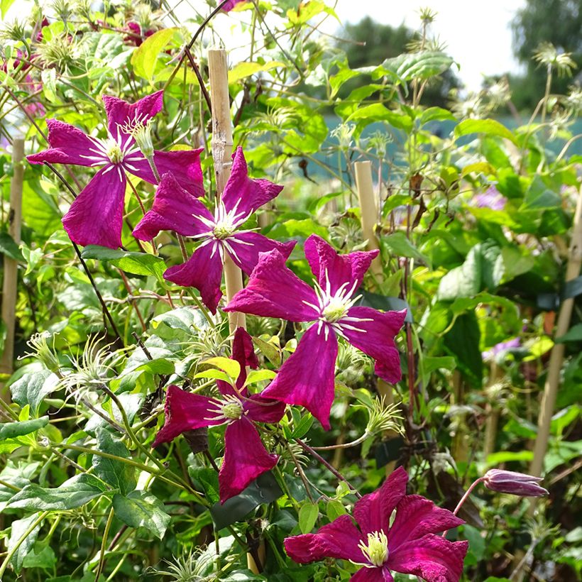 Clematis viticella Mme Julia Correvon - Waldrebe (Plant habit)