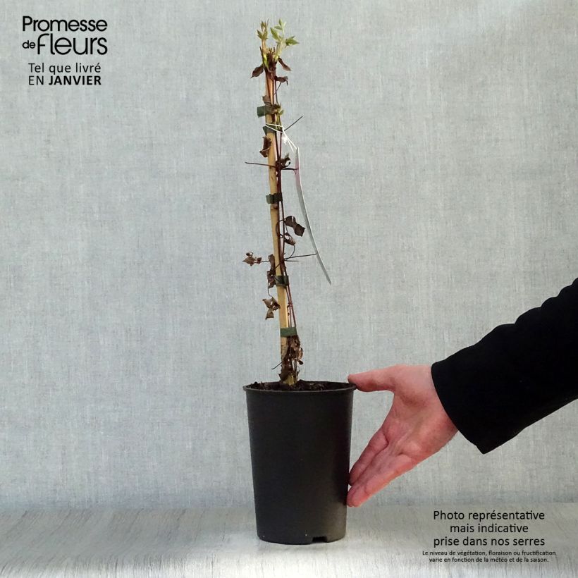 Exemplar von Clematis viticella Mme Julia Correvon - Waldrebe Topf mit 2L/3L wie im Winter geliefert