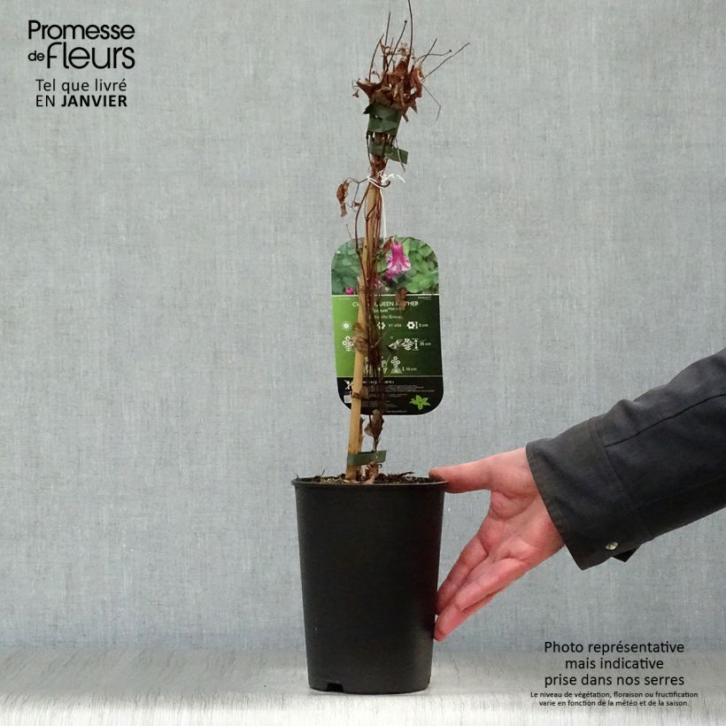 Exemplar von Clematis viticella Queen Mother - Waldrebe Topf mit 2L/3L wie im Winter geliefert