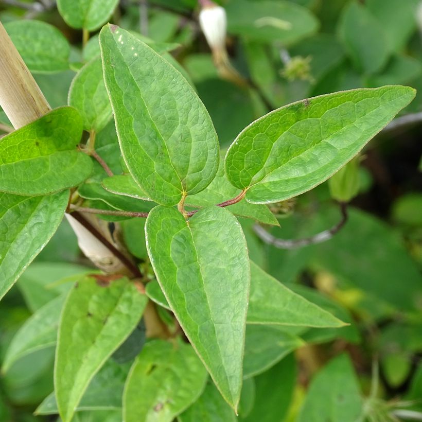 Clematis viticella Queen Mother - Waldrebe (Foliage)