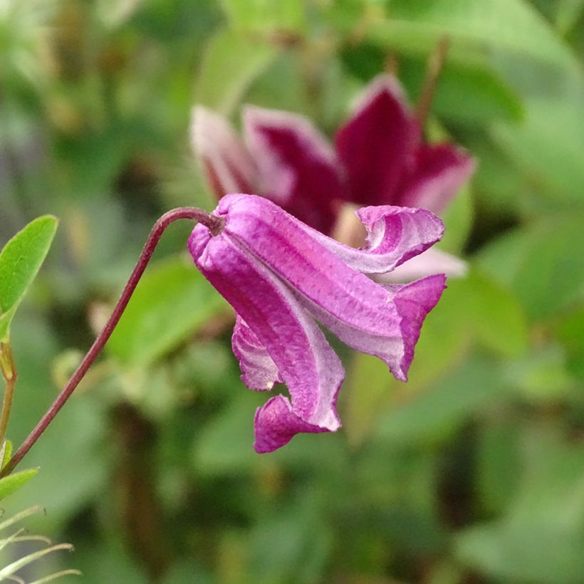 Clematis viticella Queen Mother - Waldrebe (Flowering)
