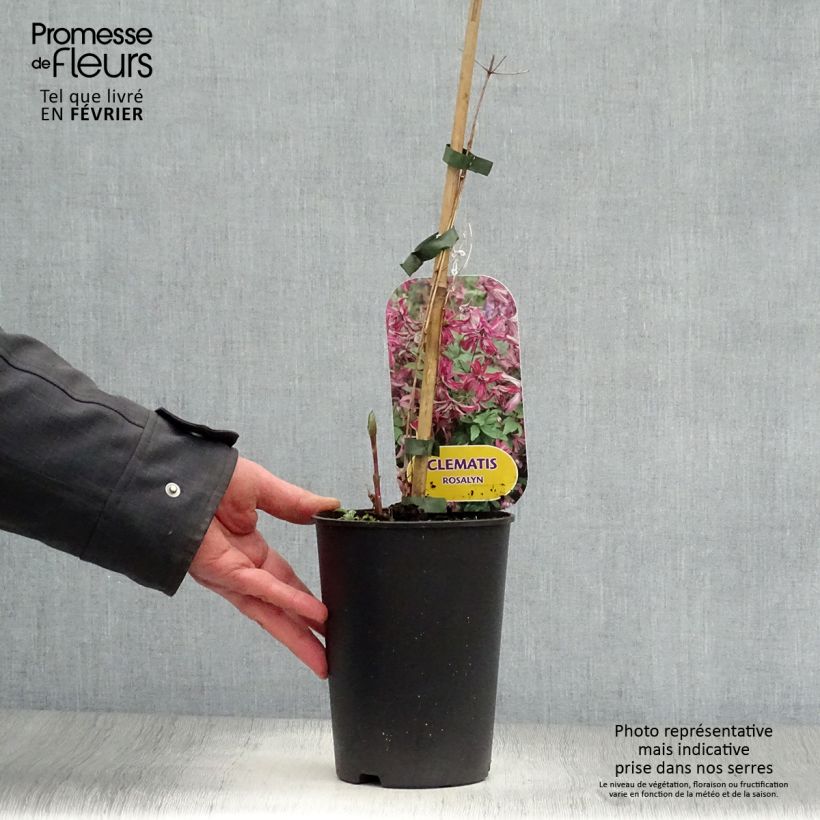 Exemplar von Clematis viticella Rosalyn - Waldrebe Topf mit 2L/3L wie im Winter geliefert