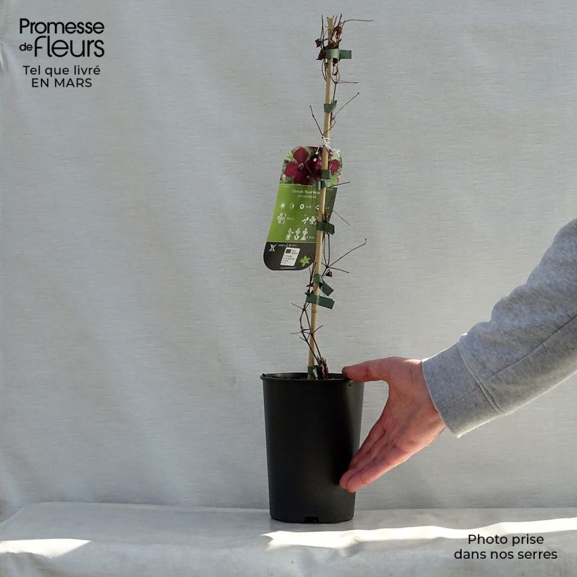 Exemplar von Clematis viticella Royal Velours - Waldrebe Topf mit 2L/3L wie im Frühjahr geliefert