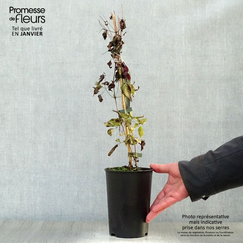 Exemplar von Clematis viticella Royal Velours - Waldrebe Topf mit 2L/3L wie im Winter geliefert